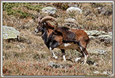MOUFLONS